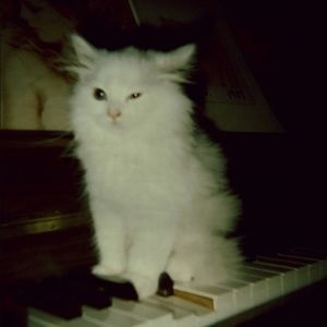 Meet your Posher, Lynn